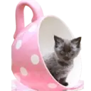Gatitos💞2🇵🇪Clásica 21
