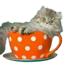 Gatitos💞2🇵🇪Clásica 25