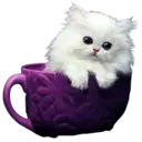Gatitos💞2🇵🇪Clásica 27