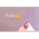 Pollo
ܕܐ