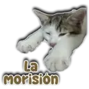 Persy Morisión