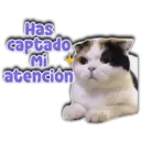 Has captado Mi atención Persy