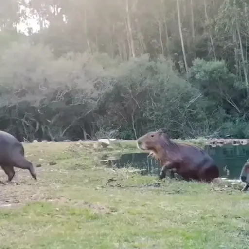 Capibara 2 MOV 20