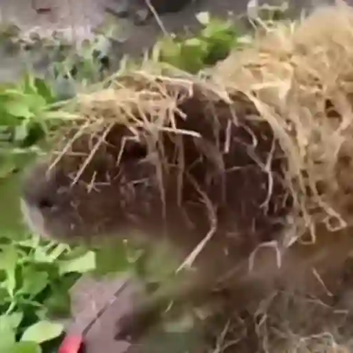 Capibara 2 MOV 22