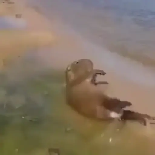Capibara 2 MOV 16
