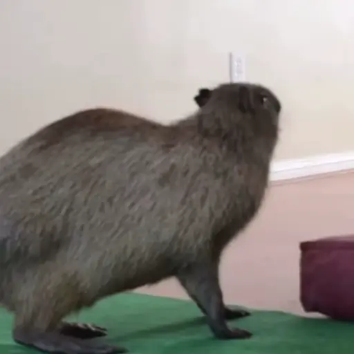 Capibara 2 MOV 28