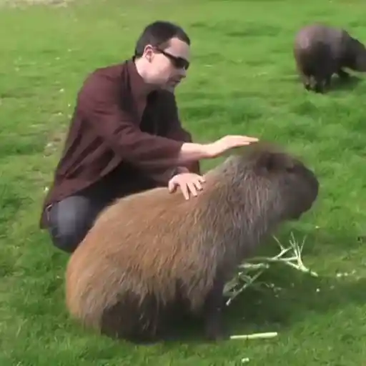 Capibara 2 MOV 24