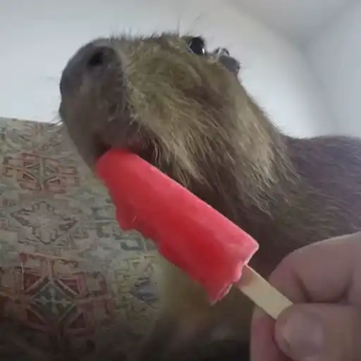 Capibara 2 MOV 19