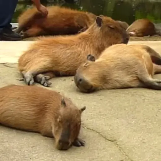 Capibara 2 MOV 11