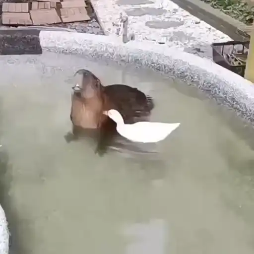 Capibara 2 MOV 17