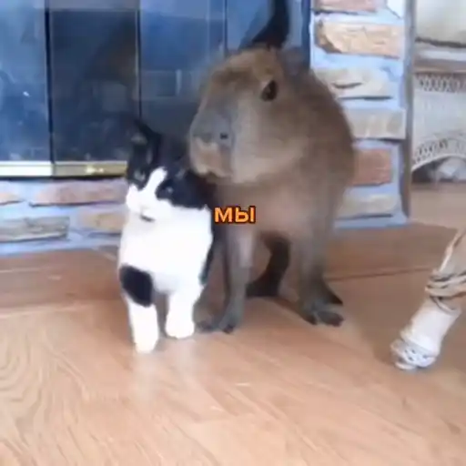 Capibara 2 MOV 6