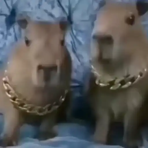 Capibara 2 MOV 14
