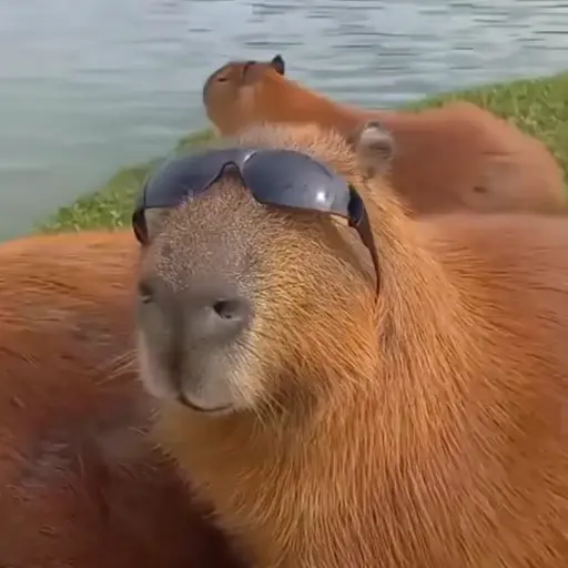 Capibara 2 MOV 23