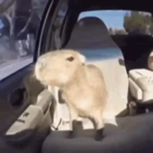 Capibara 2 MOV 5