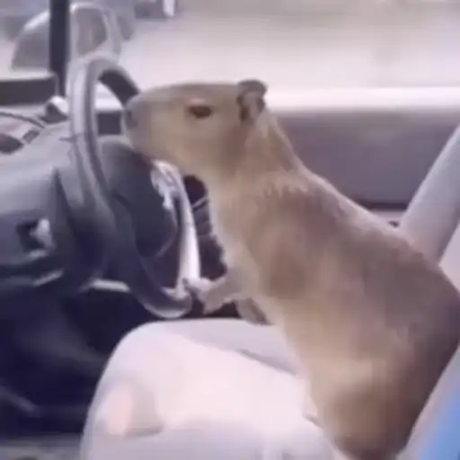 Capibara 2 MOV 10