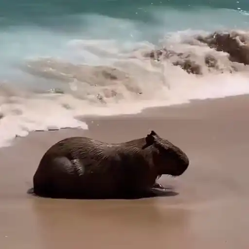 Capibara 1 MOV 24