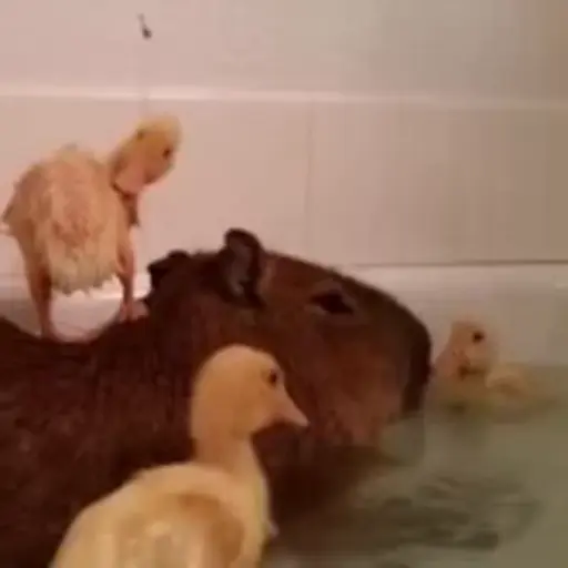 Capibara 1 MOV 19