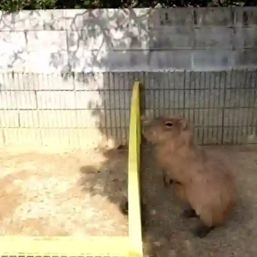 Capibara 1 MOV 21