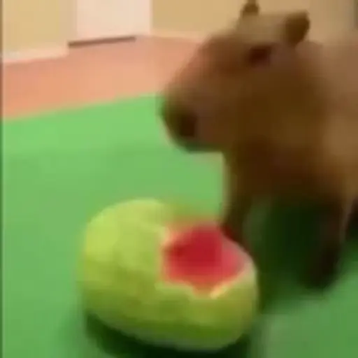 Capibara 1 MOV 26
