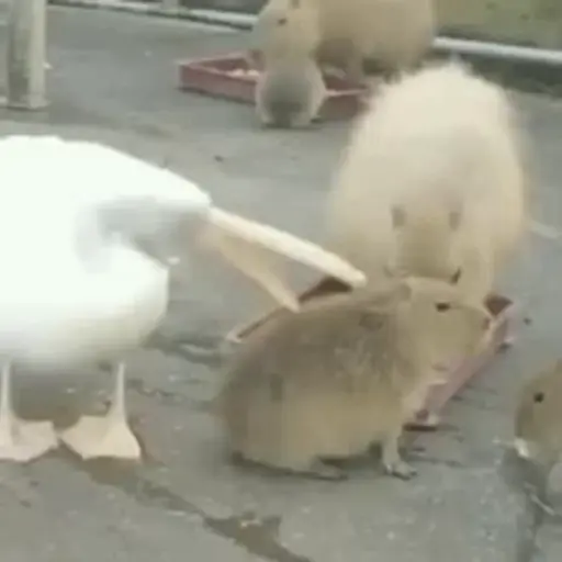 Capibara 1 MOV 1