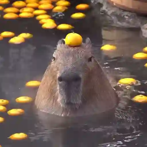 Capibara 1 MOV 11