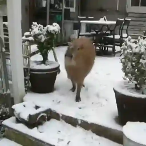 Capibara 1 MOV 12