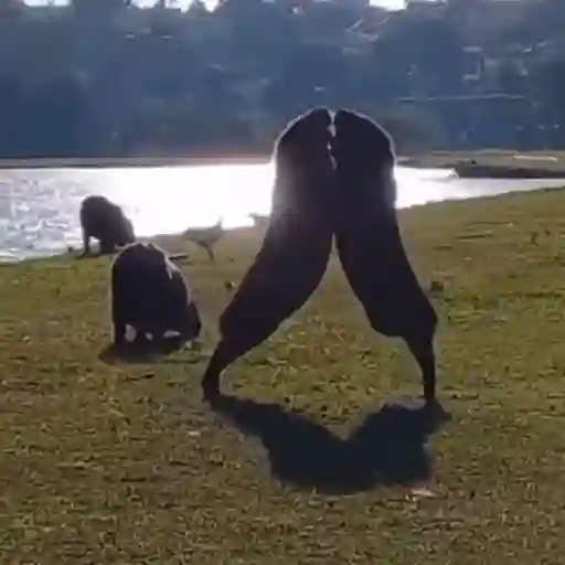 Capibara 1 MOV 13