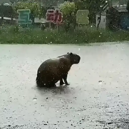 Capibara 1 MOV 2