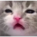 Gatos 10