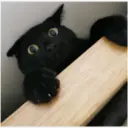 Gatos 11