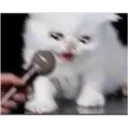 Gatos 12