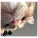 Gatos 13