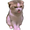 Gatos 15