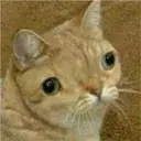 Gatos 16
