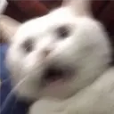 Gatos 17