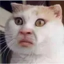 Gatos 18