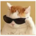 Gatos 19