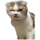 Gatos 20