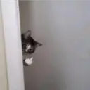 Gatos 21