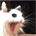 Gatos 22