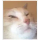 Gatos 23