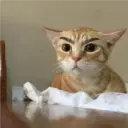 Gatos 24