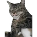 Gatos 25