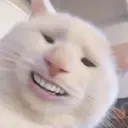 Gatos 26