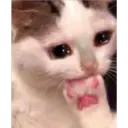 Gatos 27
