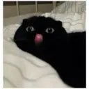 Gatos 28