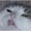 Gatos 29
