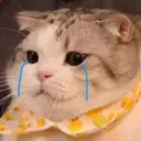 Gatos 30