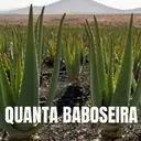 QUANTA BABOSEIRA