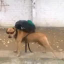 स्टिकर